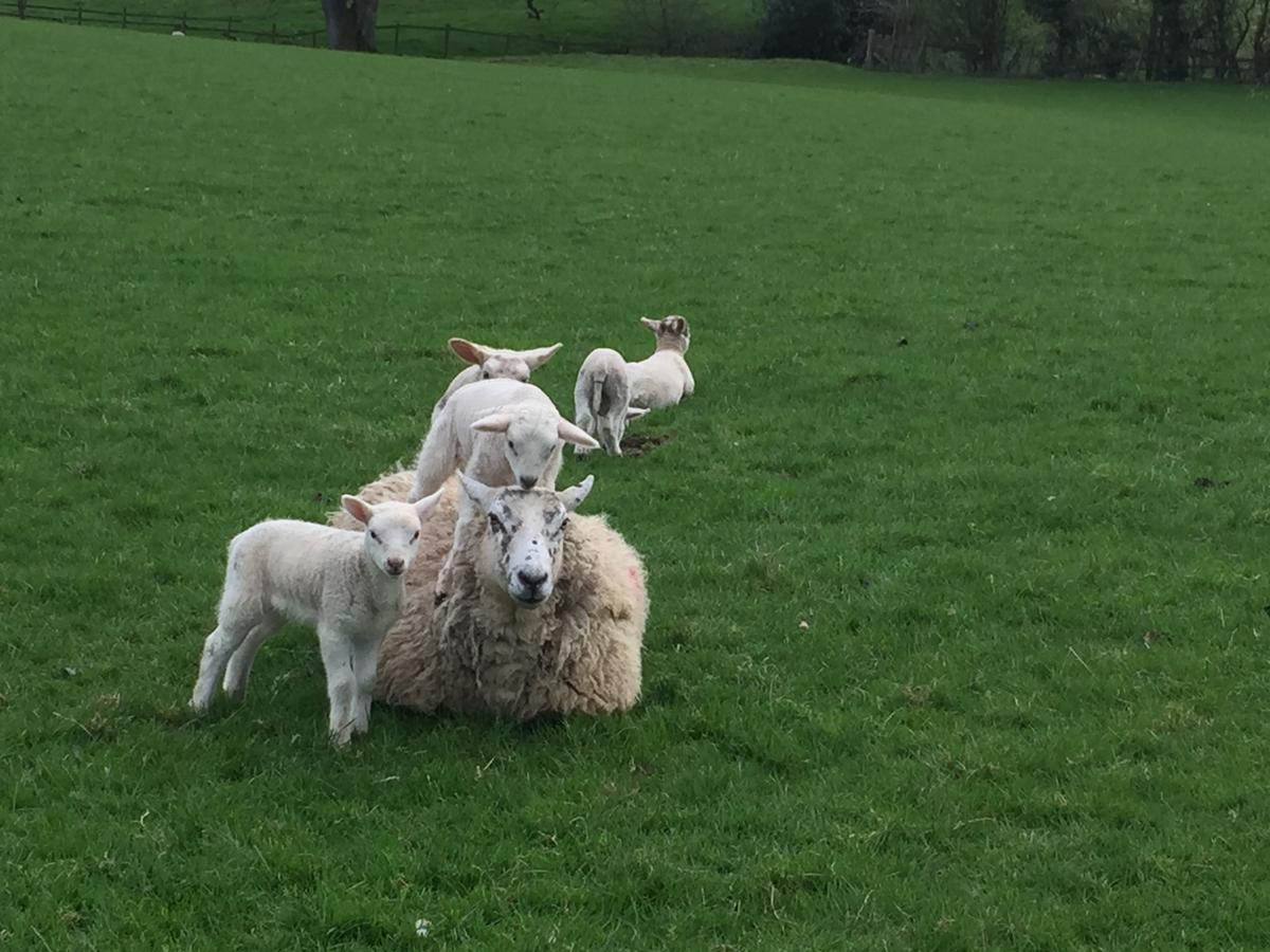 Firs Farm B&B Masham Buitenkant foto